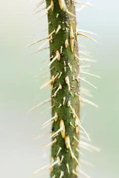 Green vertical branch with sharp needles. Stock Photos