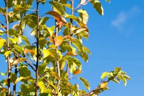 Green vertical branches on a sky. Stock Photos