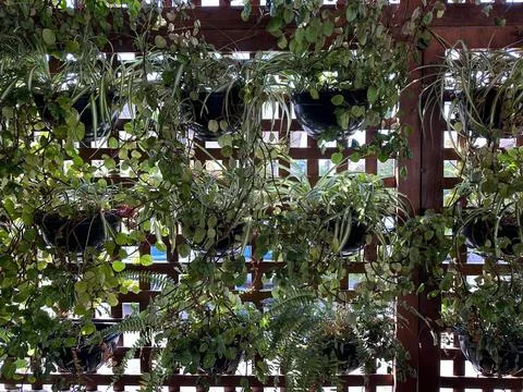 Green vertical garden Stock Photos