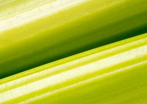 Green vibrant celery full frame background photo Stock Photos