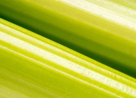 Green vibrant celery, full frame and close up Stock Photos