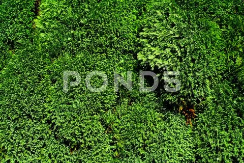 Green vibrant foliage background Stock Photos