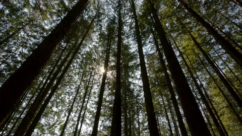 Green Vibrant Trees in the Rainforest during sunny summer day. Canadian Nature Stock Footage 215917982