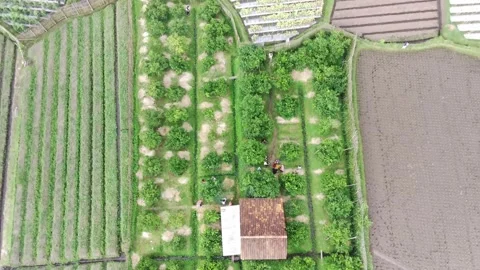 Green view in the garden Stock Footage 277450292