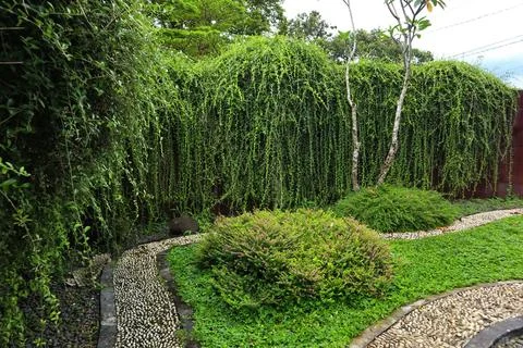 Green view in the garden Stock Photos