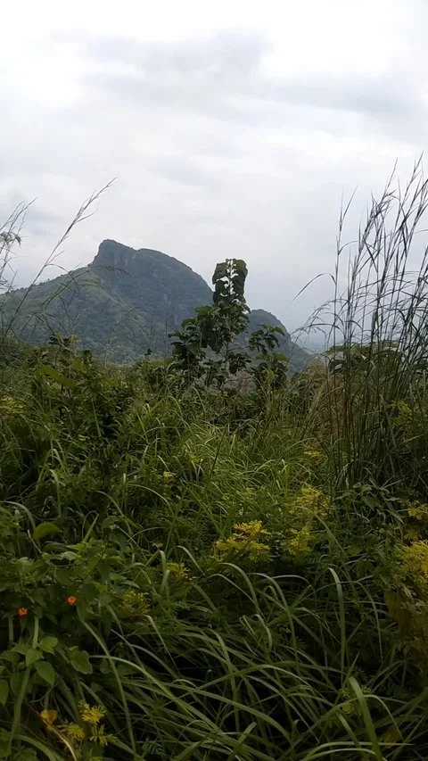Green View from the Hilltop Stock Footage 329460927