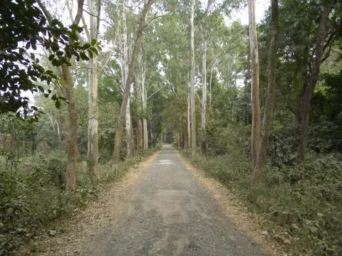 Green view Stock Photos