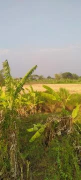 Green view Stock Photos