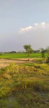 Green view Stock Photos