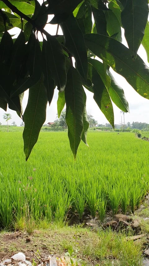 Green view of rice fields in the village Stock Footage 329293517