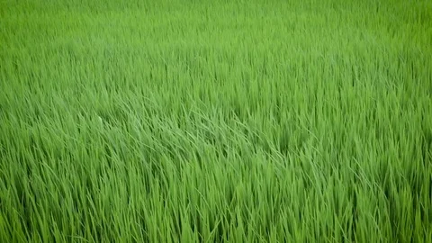 Green view of rice plant swinging in the wind Stock Footage