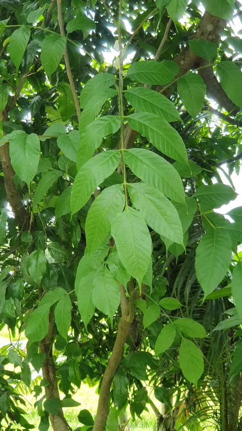 Green views of trees and leaves along the road in rural Indonesia Video stock 330637792