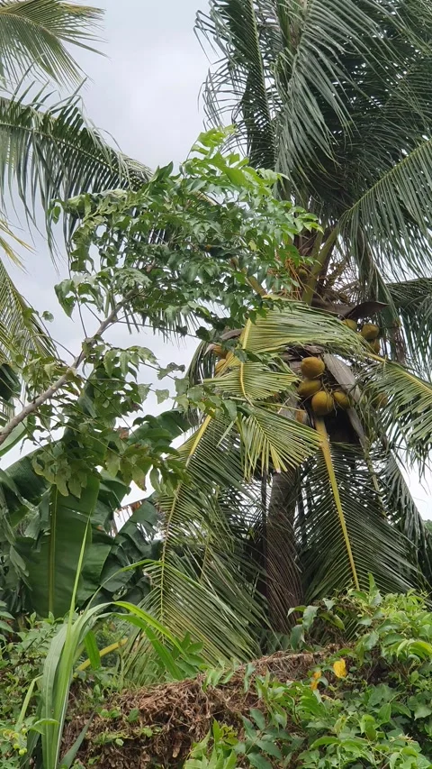 Green views of trees and leaves along the road in rural Indonesia Stock Footage 330638142
