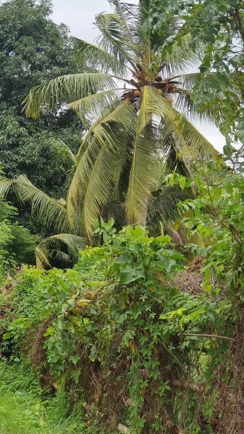 Green views of trees and leaves along the road in rural Indonesia Video stock 330638152