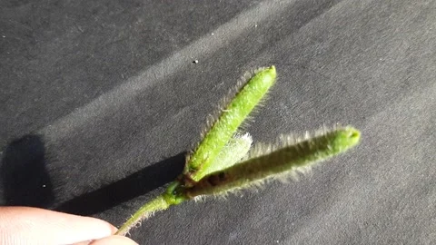 Green Vigna mungo in black background. Stock Footage 214933997