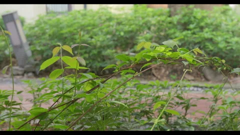 Green Vine Branches Moving Gently in Wind, No People Stock Footage 330404438