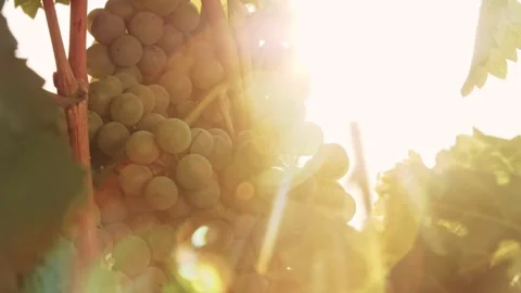 Green vine in bright sunlight Stock Footage 144622456