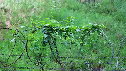 Green vine climbing barbed wire fence swaying wind grassy field Stock Footage 344011170