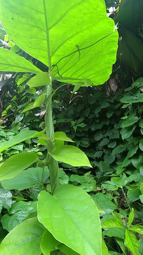Green vine climbs up the thick stalk of a dasheen, large elephant ear plant. Stock Footage 336409662