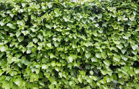 Green vine foliage Stock Photos