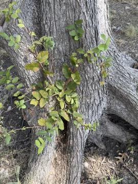 Green Vine Growing Between Tree Trunks Horizontal View 2 스톡 사진