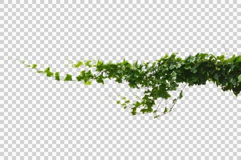 Green Vine isolated transparency background. Stock Photos