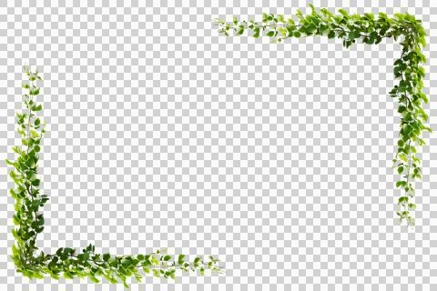 Green vine leaf frame with copy space, transparent PNG cutout for flexible .. Foto stock