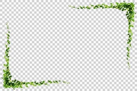 Green vine leaf frame with copy space, transparent PNG cutout for flexible .. Foto stock