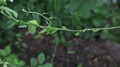 Green Vine Leaf Nature Close Up Plant Growth Detail Background Stock Footage 333356130