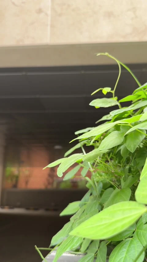 Green Vine Leaves Gently Moving Beside an Urban Parking Garage Stock Footage 340408550