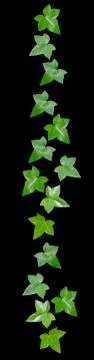Green vine leaves margin Stock Photos