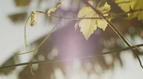 Green vine leaves with scattering sun light behind Stock Footage 45507643