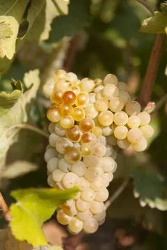 Green vine Stock-Fotos