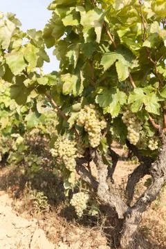 Green vine Stock Photos