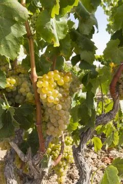 Green vine Foto stock