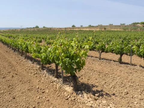 Green vine Foto stock