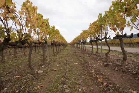 Green vine Stock-Fotos