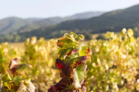 Green vine Stock-Fotos