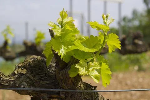 Green vine Foto stock