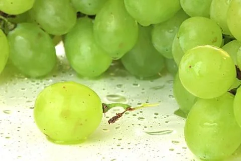 Green vine. Stock Photos