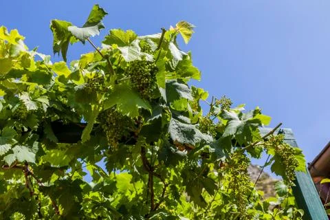 Green Vine Stock-Fotos