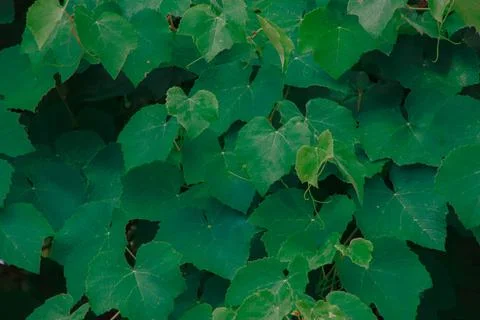 Green vine Stock Photos