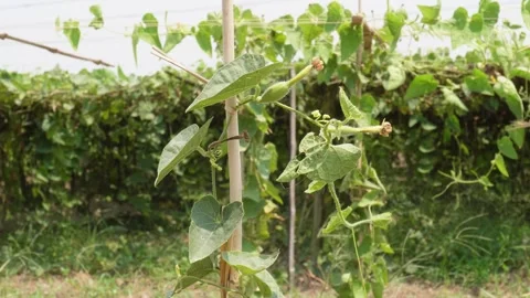 Green Vine Plant Stock Footage 333964061