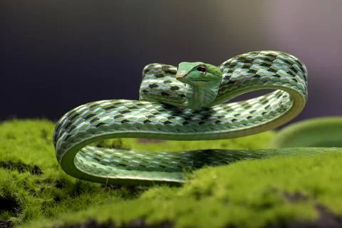 Green vine snake in attack position Green vine snake in attack position Co... Foto stock
