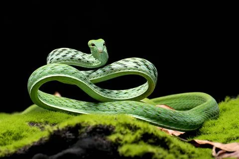 Green vine snake in attack position Green vine snake in attack position Co... Foto stock