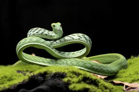 Green vine snake in attack position Stock-Fotos
