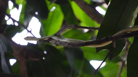 Green vine snake on tree branch Stock Footage 320016749