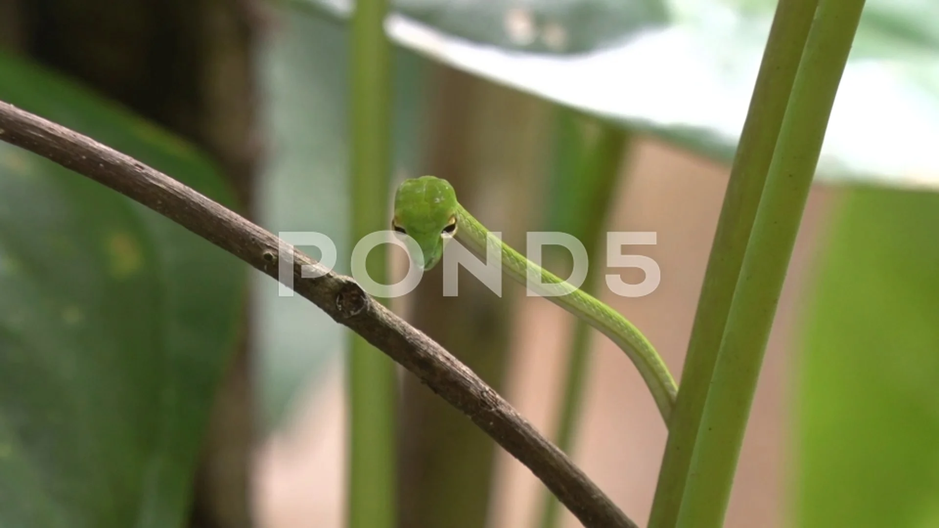 Green Vine Snake Yawn And Smell With Tongue During The Day