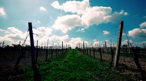 Green vine yards landscape Video stock 62406146