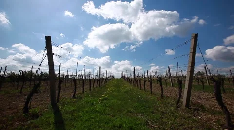 Green vine yards landscape Stock Footage 62406288